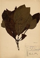 藏品(大葉雞納樹)的圖片